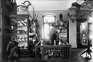 Skats Kurzemes Provinces muzejā 20. gs. sākumā, stends ar taura ragiem attēla kreisajā malā
