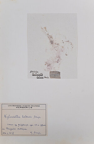 H. Skujas 1926. gadā Usmas ezerā jaunatklātā sārtaļģes ģints Kylinella latvica herbārijs. LU Muzeja krājums