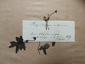 Senākais Latvijā ievāktais Pinguicula alpina herbārija eksemplārs. Ievākts Staburagā, 11.06.1867. Kolektors F. B.. Herbarium Latvicum