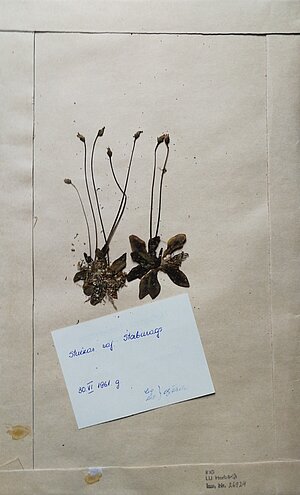 Pinguicula alpina herbārija eksemplārs. Ievākts Staburagā, 30.06.1961. Kolektore G. Ābele. Herbarium Latvicum