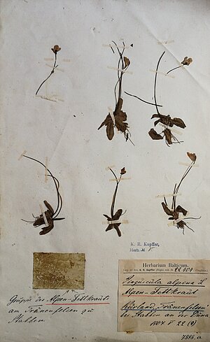 Pinguicula alpina herbārija eksemplārs ar fotogrāfiju. Ievākts Staburagā, 1907. gada 22. maijā. Kolektors K. R. Kupfers. Herbarium Balticum