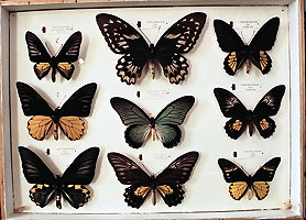 Zooloģijas muzeja ekspozīcija