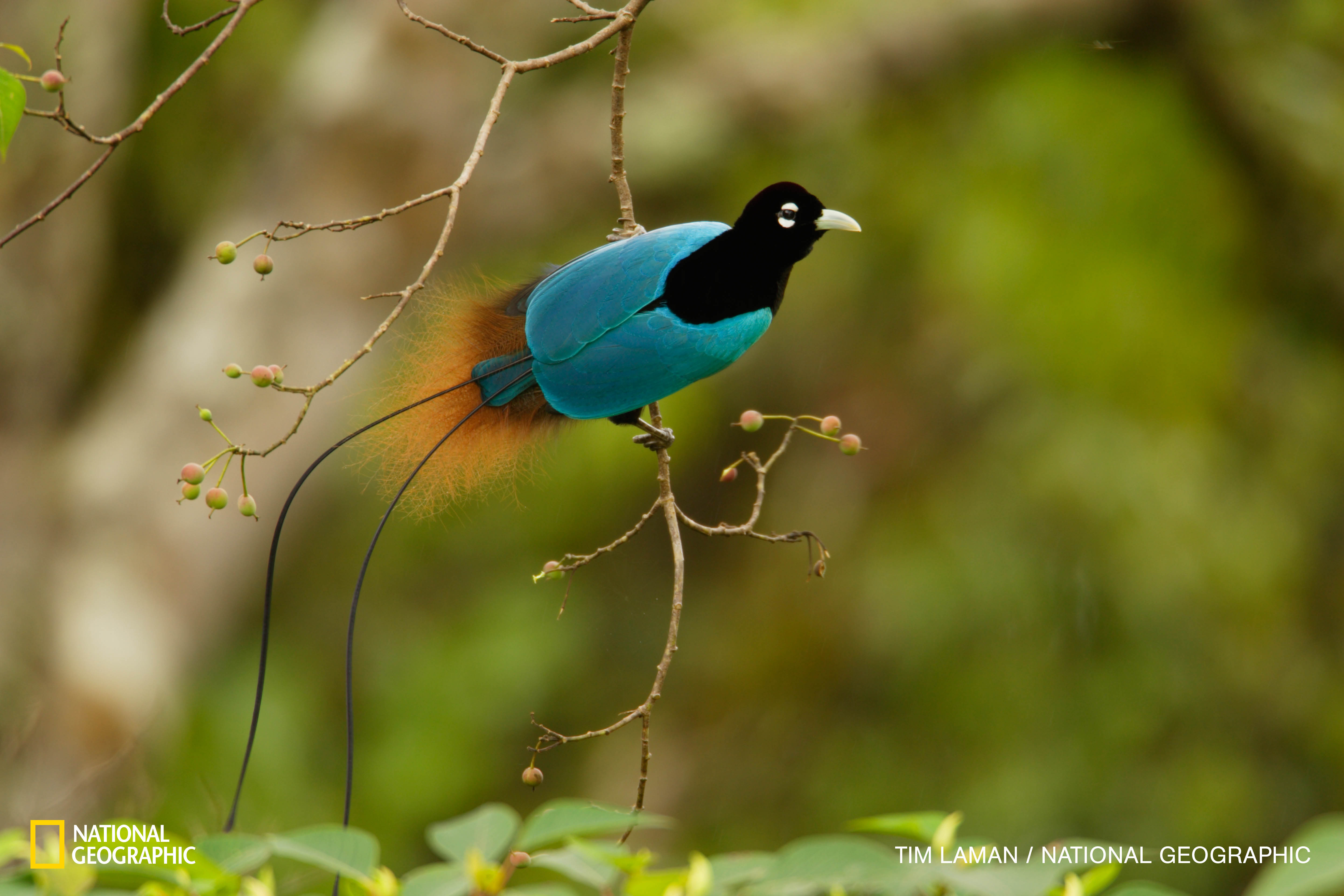 paradise birds anna-nelly nude Meklēšana