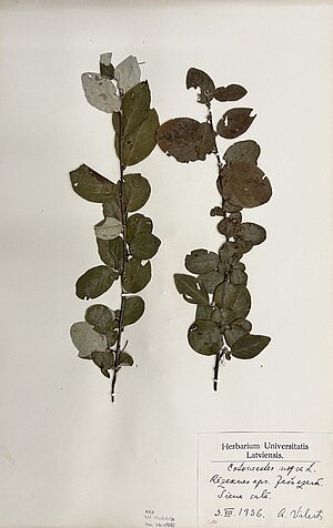 Melnās klintenes (Cotoneaster niger) herbārijs. Ievācis A. Villerts Ješa ezera Siena salā 1936. gada 3. augustā. Foto: LU Muzeja krājums