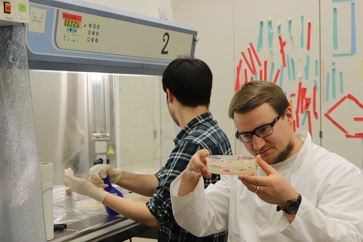 Dr. Soon-Jae Lee (pie lamināra), Dr. Zigmunds Orlovskis (priekšplānā ar D.carota un mikorizas sēnes in vitro kultūrām)