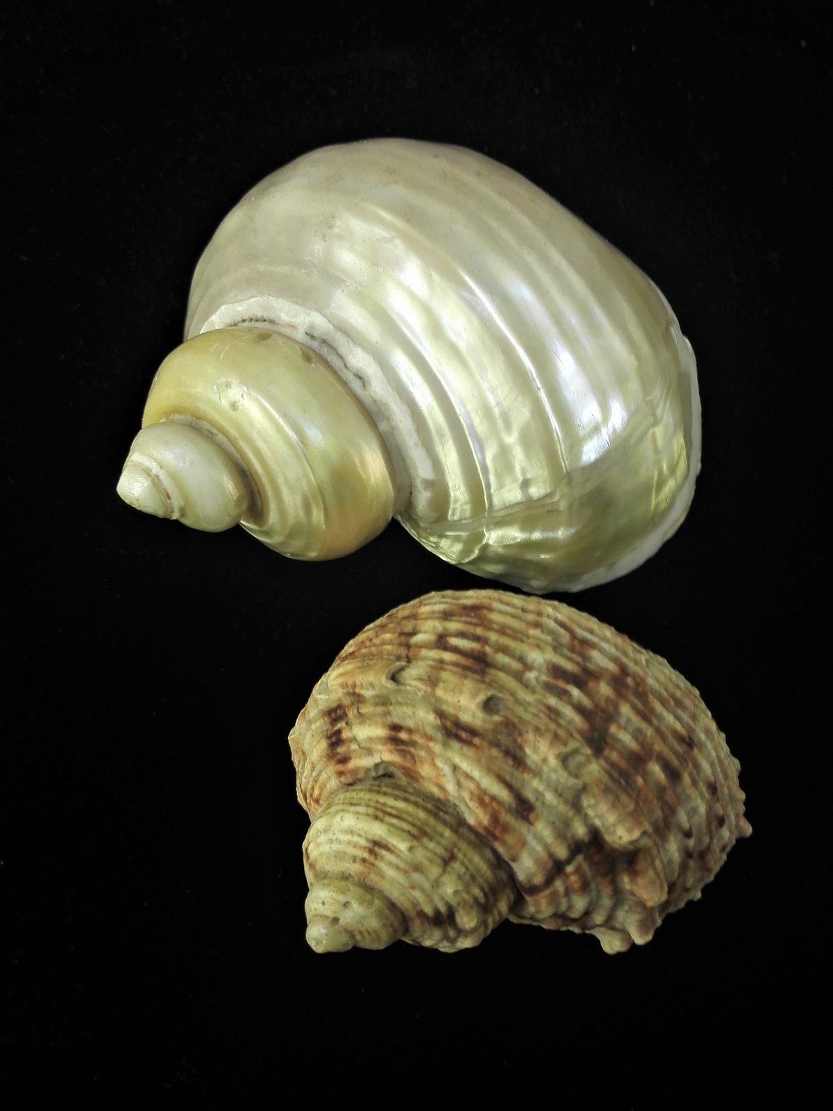 Gliemezis “zeltamute” <i>Turbo chrysostomus</i>, augšā – noslīpēta čaula, apakšā - dabīga čaula. Slīpējumā atklājas balts perlamutrs ar viegli zeltainu nokrāsu.