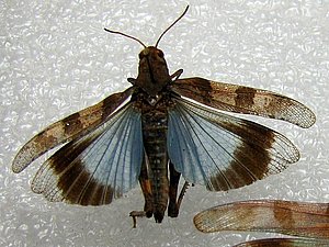 Foto: Kristaps Vilks (Latvijas Entomoloģijas biedrība)