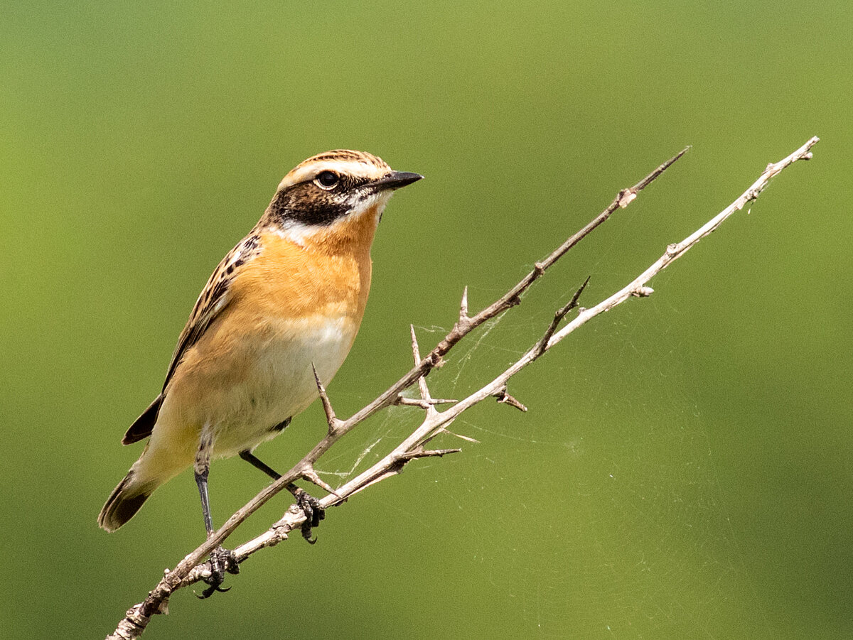 Lukstu čakstīšu (Saxicola rubetra) skaits Latvijā turpina sarukt. Tā pieder pie tālās distances gājputniem, kas ziemo Āfrikā – sugu grupas, kas klimata pārmaiņu ietekmē sarūk visstraujāk. © Foto: Mārtiņš Briedis