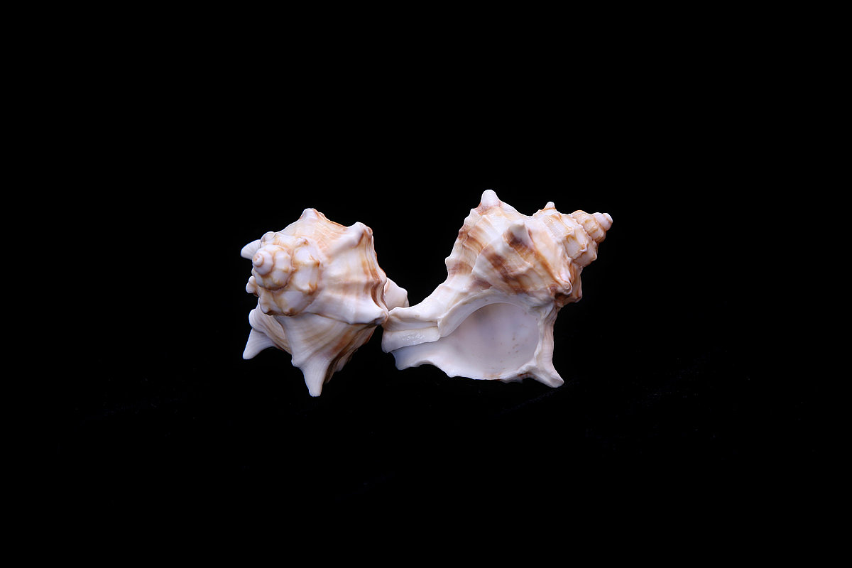 Joslainais purpurgliemezis Hexaplex trunculus
