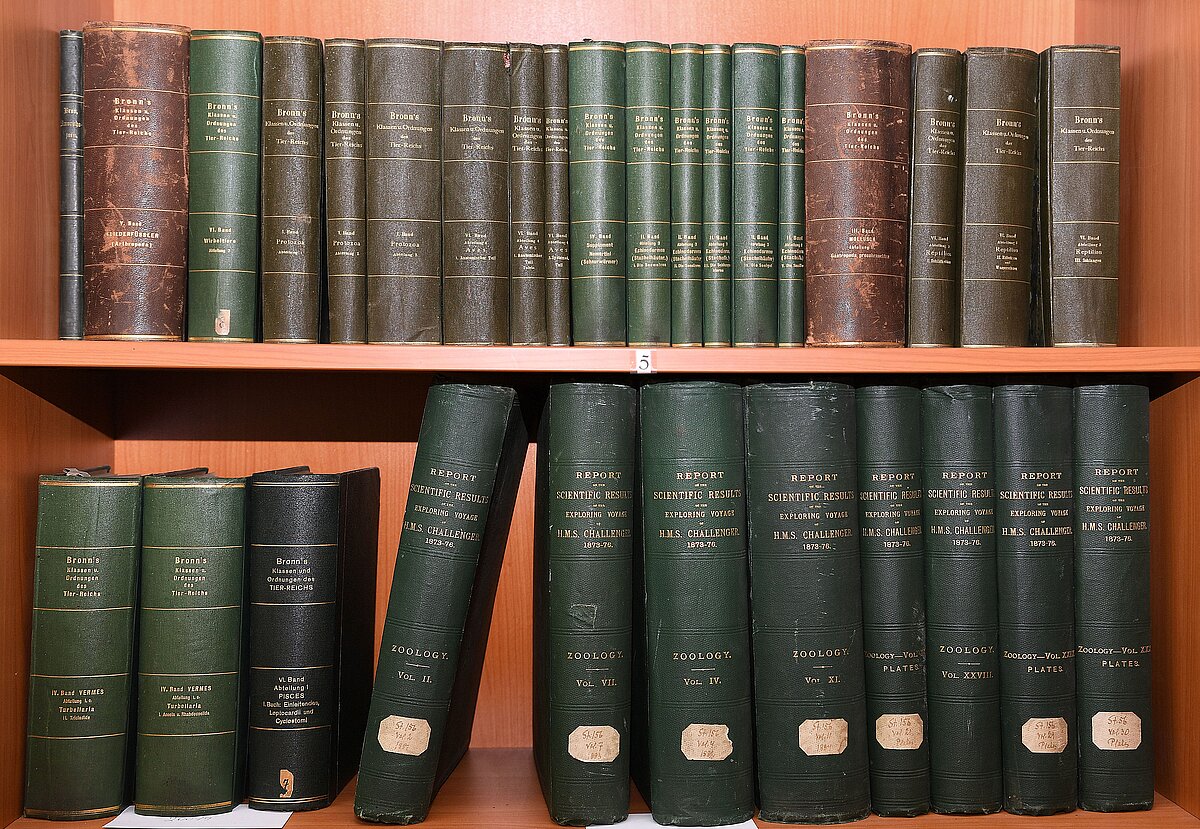 8 sējumi “Report on the scientific results of the Voyage of H.M.S.Challenger” un 23 sējumi “Dr. H.G.Bronn's Klassen und Ordnungen des Their-Reichs” LU Muzeja Zooloģijas kolekciju bibliotēkas krājumā (Foto: Sarmīte Livdāne) 8 sējumi “Report on the scientific results of the Voyage of H.M.S.Challenger” un 23 sējumi “Dr. H.G.Bronn's Klassen und Ordnungen des Their-Reichs” LU Muzeja Zooloģijas kolekciju bibliotēkas krājumā (Foto: Sarmīte Livdāne)
