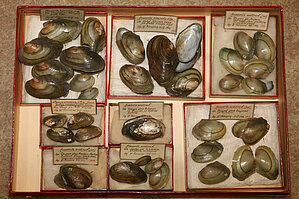 Saldūdens gliemeņu Unionacea paraugi no H. Pētersona kolekcijas.