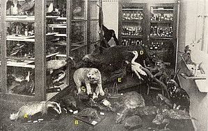 Zooloģijas muzeja zīdītājdzīvnieku ekspozīcijā izstādītais āpsis (Meles meles) kopā ar citiem “laikabiedriem”