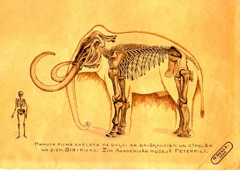 MĒNEŠA PRIEKŠMETS. Nikolaja Delles (1899-1946) mamuta rekonstrukcijas zīmējums