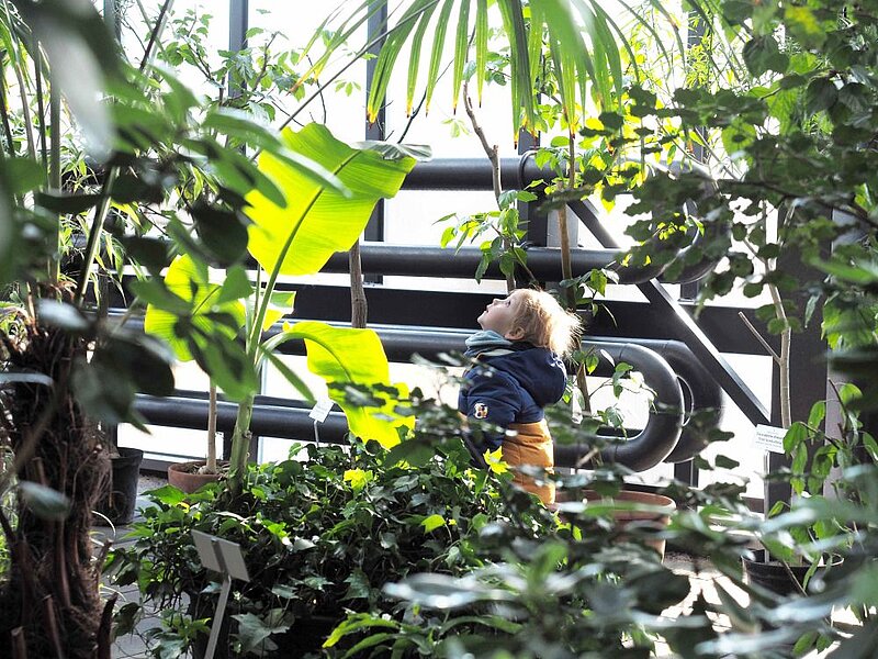 LU Botāniskā dārza Palmu mājā uzziedējis baltais paradīzes putns – vairāk nekā 6 metrus augstā Nikolaja strelīcija