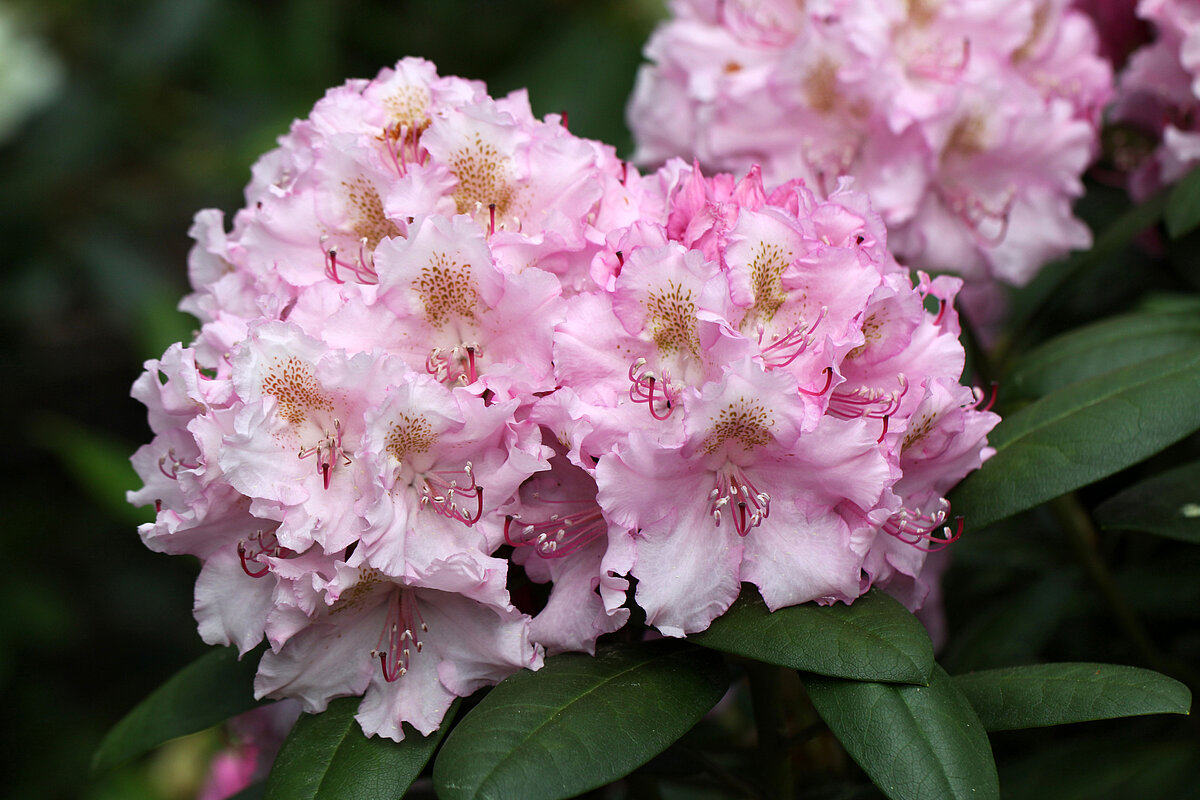 Rododendru šķirne: Ābeļzieds