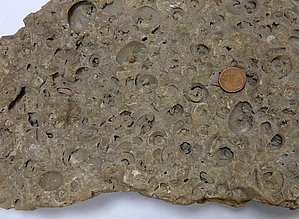Gliemeždolomīts no augšdevona Daugavas svītas iegulas Biržu (Pūteļu) dolomīta atradnē