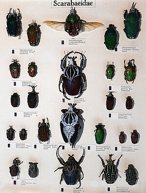 Skarabeji no E. Reitera kolekcijas, kura pirkta 1927. gadā.