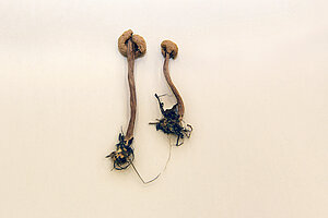 Cepurīšu sēnes paraugs no E.Vimbas herbārija. Foto: LU Muzeja krājums, Sarmīte Livdāne 10.11.2025