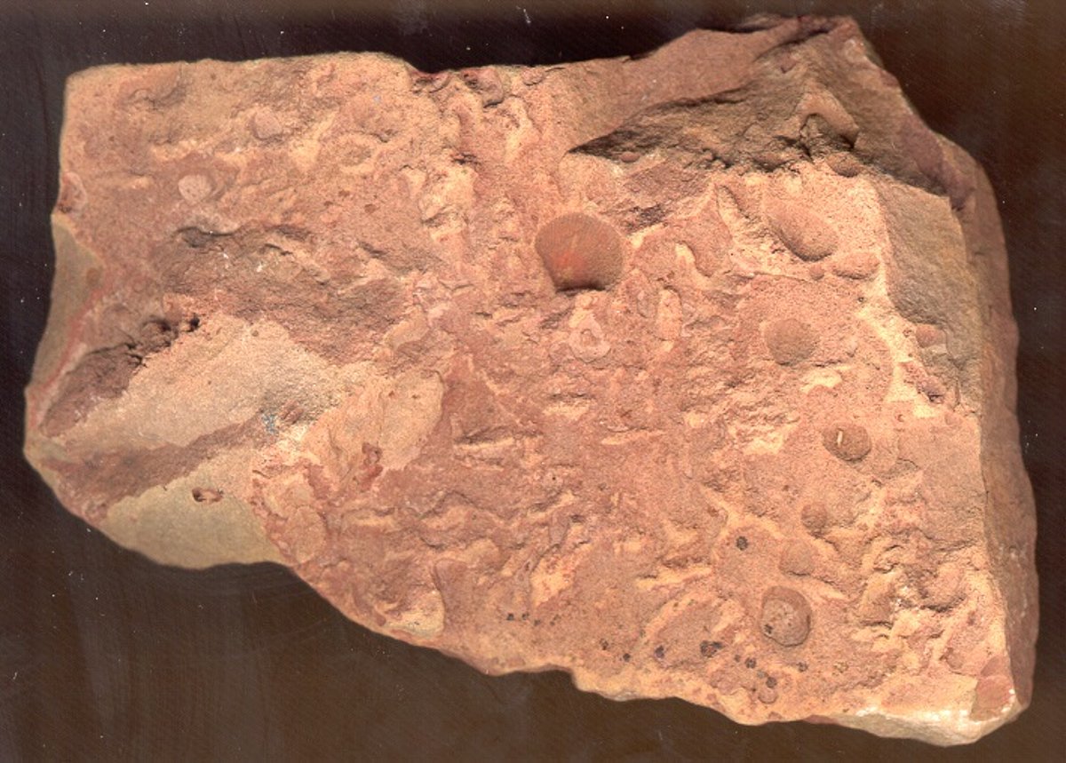 N. Delles Bauskā ievāktais paraugs ar fosilā pleckāja Spirifer ex gr. anossofi jaunu varietāti,  kas vēlāk, 1935. g. publikācijā, atzīta par jaunu sugu Spirifer semgalensis Delle. Tagad Theodossia  semgalensis (Delle).