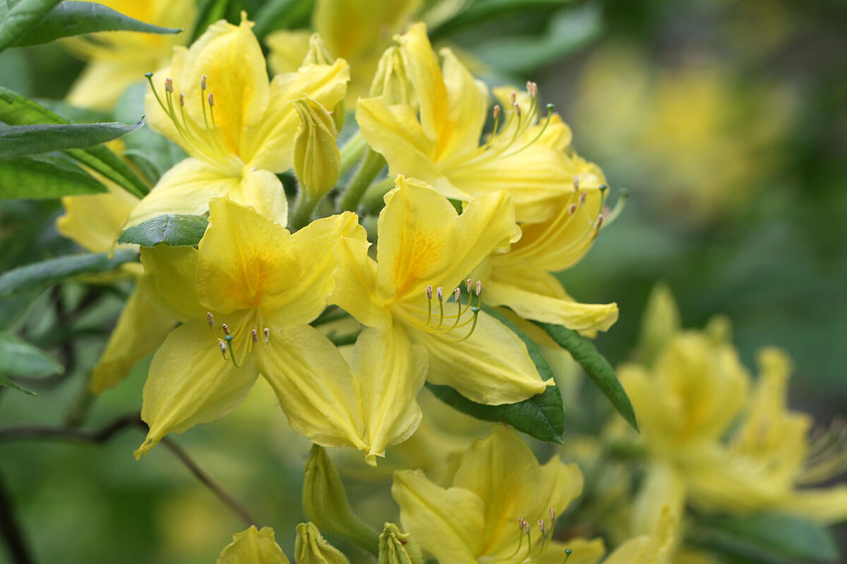 Vasarzaļo rododendru šķirne ‘Qazaqstan’.