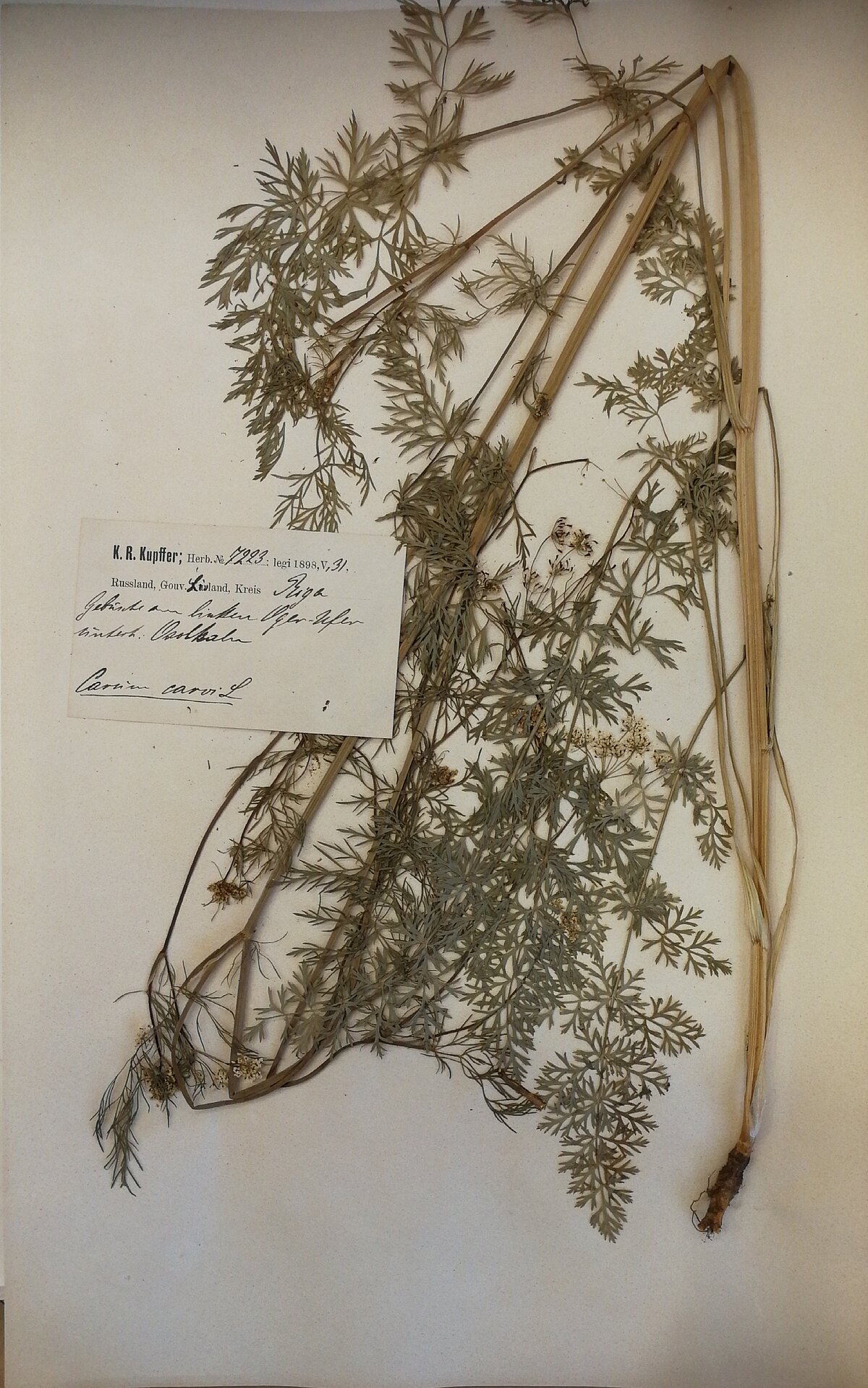 Pļavas ķimenes herbārijs no Herbarium Balticum ievākts Ogres upes kreisajā krastā Ozolkalnos 1898. gada 31. maijā, kolektors K. R. Kupfers. LU Muzeja krājums