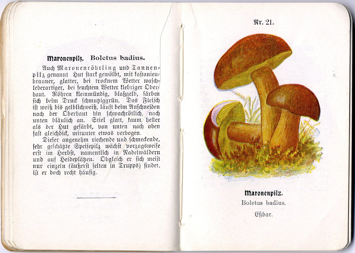 Lāču samtbekas (Xerocomus badius (Fr.) Kühner: Gilb.) atvērums grāmatā “Praktische pilzkunde”. LU Muzeja krājums