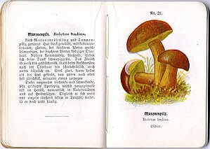 Lāču samtbekas (Xerocomus badius (Fr.) Kühner: Gilb.) atvērums grāmatā “Praktische pilzkunde”. LU Muzeja krājums