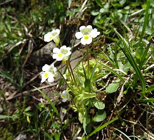 Alpu kreimule. https://commons. wikimedia.org/wiki/File: Pinguicula_alpina_L._ (7441872358).jpg