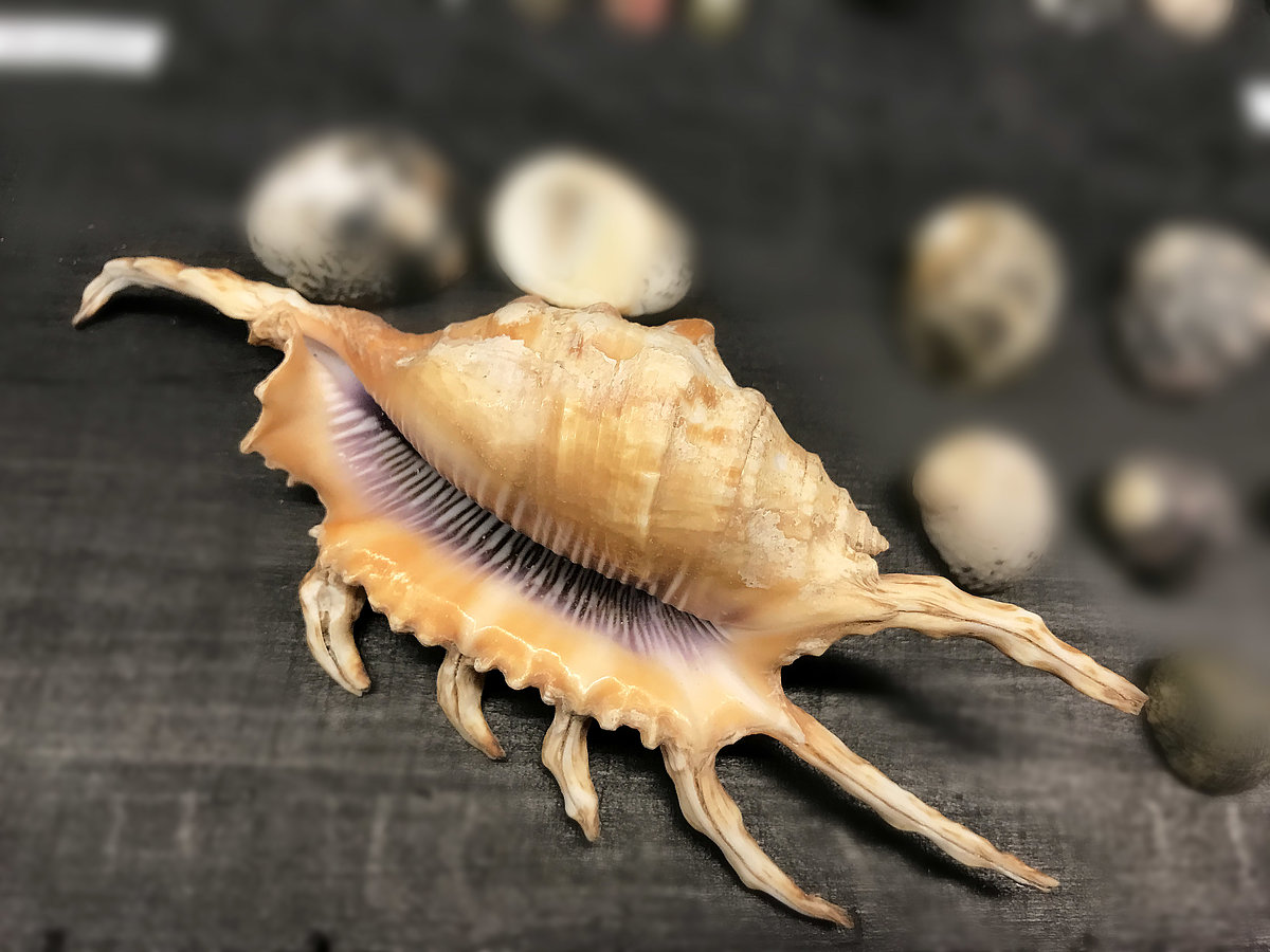 Skorpiongliemezis <i>Lambis scorpio</i> Skorpiongliemezis Lambis scorpio
