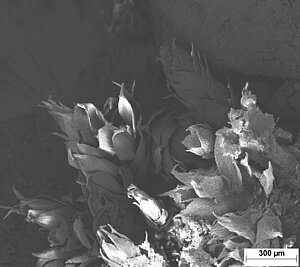 3.att. Bioloģiskais apaugums uz travertīna virsmas. Mikrofoto elektronu mikroskopā. Foto: V. Hodireva 