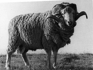 Arharamerīnu teķis - savvaļas arharu un merino šķirnes aitu krustojums. Foto: LU Muzeja krājums
