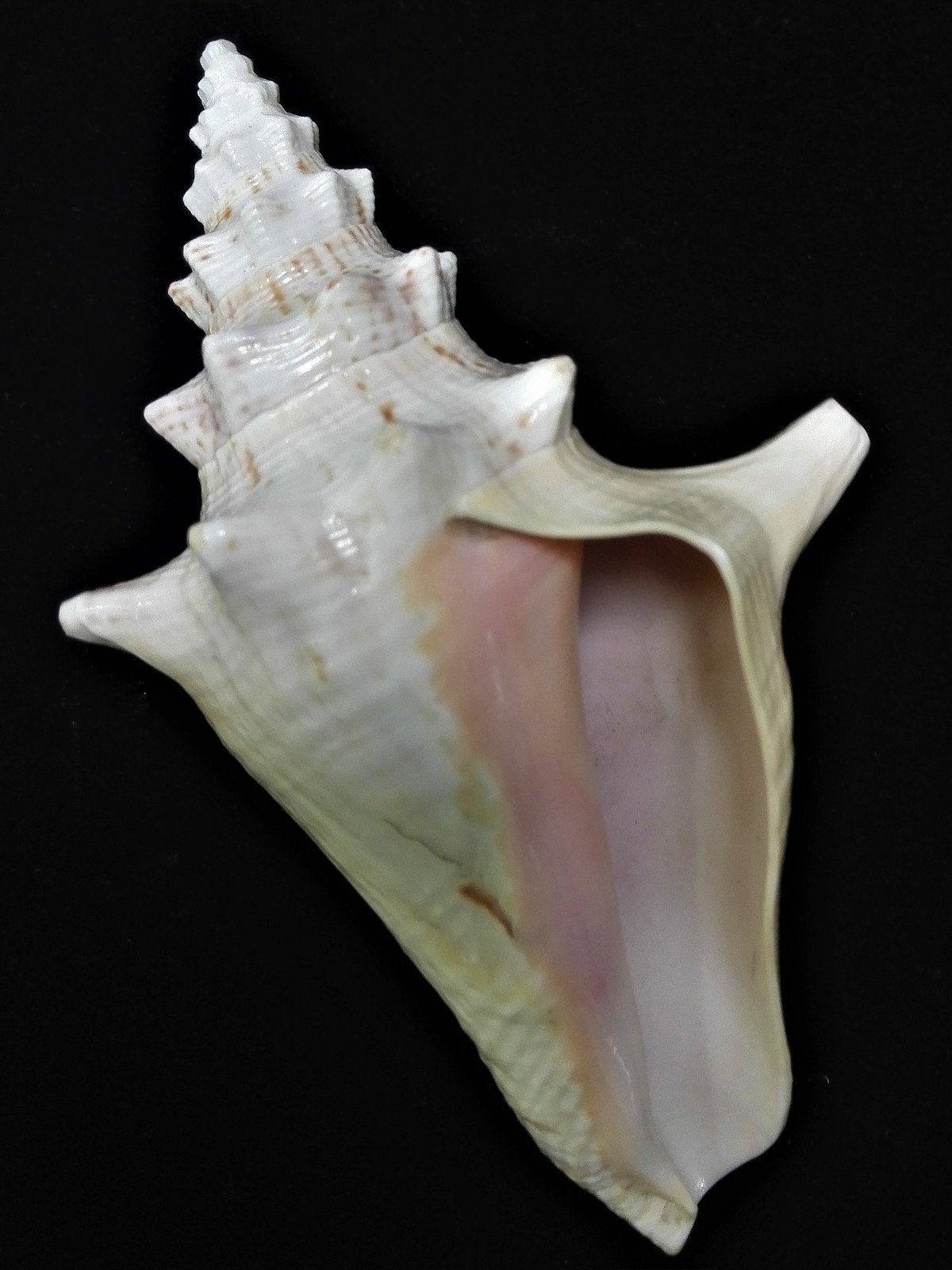 Gliemezis “Karalienes gliemežnīca” jeb “Diānas auss” <i>Lobatus gigas</i>, čaulas iekšpusi klāj rozā perlamutrs. No šiem gliemežiem iegūst rozā pērles, un tās ir liels retums.