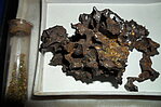“Pallasa dzelzs” (Pallas Iron) jeb Krasnojarsk meteorīts Frīdriha Candera un Latvijas astronomijas kolekcijā. G. Vilkas foto