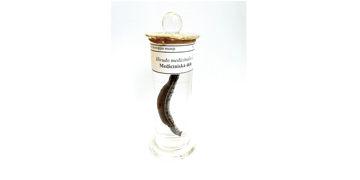 Hirudo medicinalis