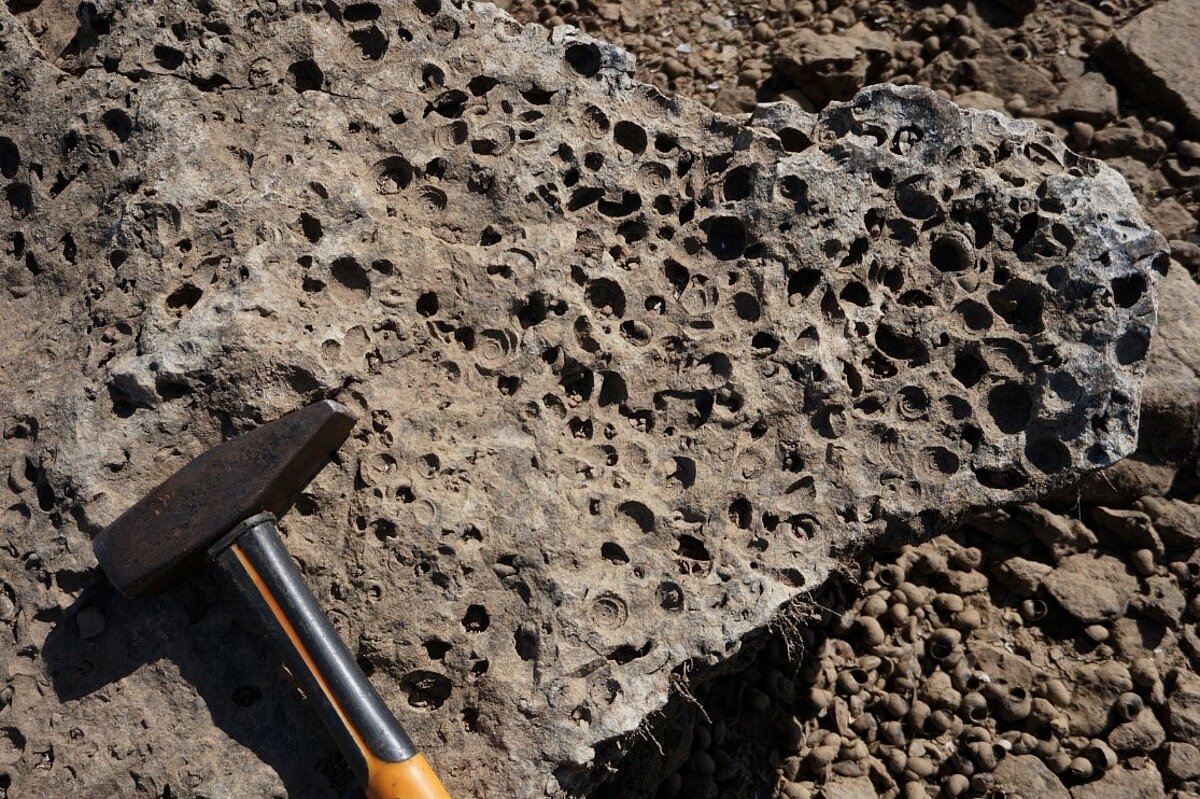 Devona gliemežu fosīlās atliekas (nospiedumi un kodoli) dolomītā netālu no Kraukļa klintīm. Foto: Dainis Ozols