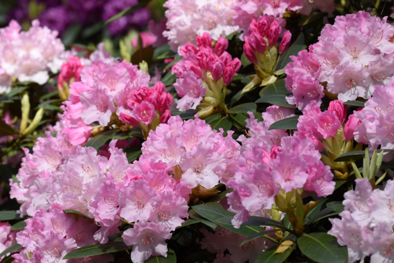 Rododendru audzētavā “Babīte” 1. septembrī sākas rudens stādu tirdzniecības sezona