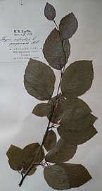 1916. gada 16. maijā Rīgas Vērmaņa dārzā (Der Wöhrmannsche Garten) ievāktais vara dižskābardža Fagus sylvatica L. f. purpurea herbārijs