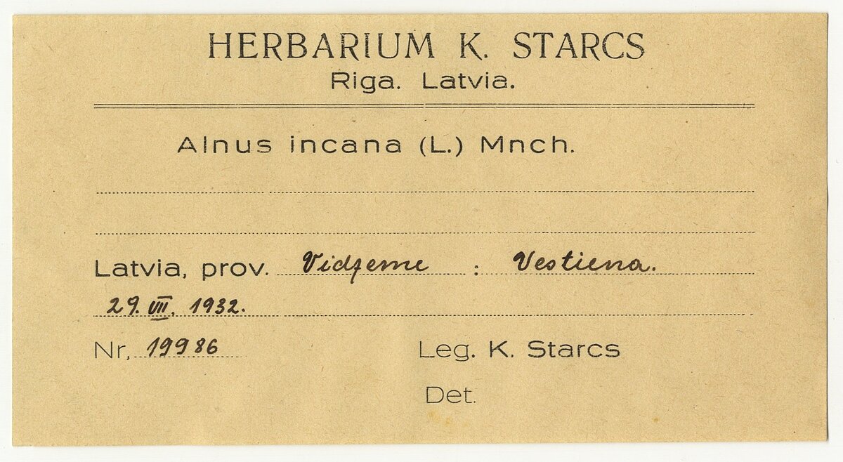 Kārļa Starca herbārija etiķete 1932. gada 29. jūlijā Vestienas pagastā ievāktajam baltalkšņa (Alnus incana (L.) Moench) paraugam. LU Muzeja krājums