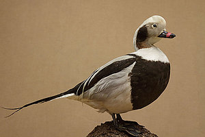 Kākauļa (Clangula hyemalis) tēviņš, izbāzenis (taksidermists V.Roze). Iegūts: Nobeidzies sasmērējoties naftā. Kolka, 20.02.1993