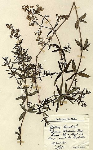 Ziemeļu madara (Galium boreale L.), 1911. gada vākums