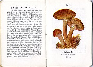 Parastās celmenes (Armillaria mellea (Vahl.: Fr.) P. Kumm.) atvērums grāmatā “Praktische pilzkunde”. LU Muzeja krājums