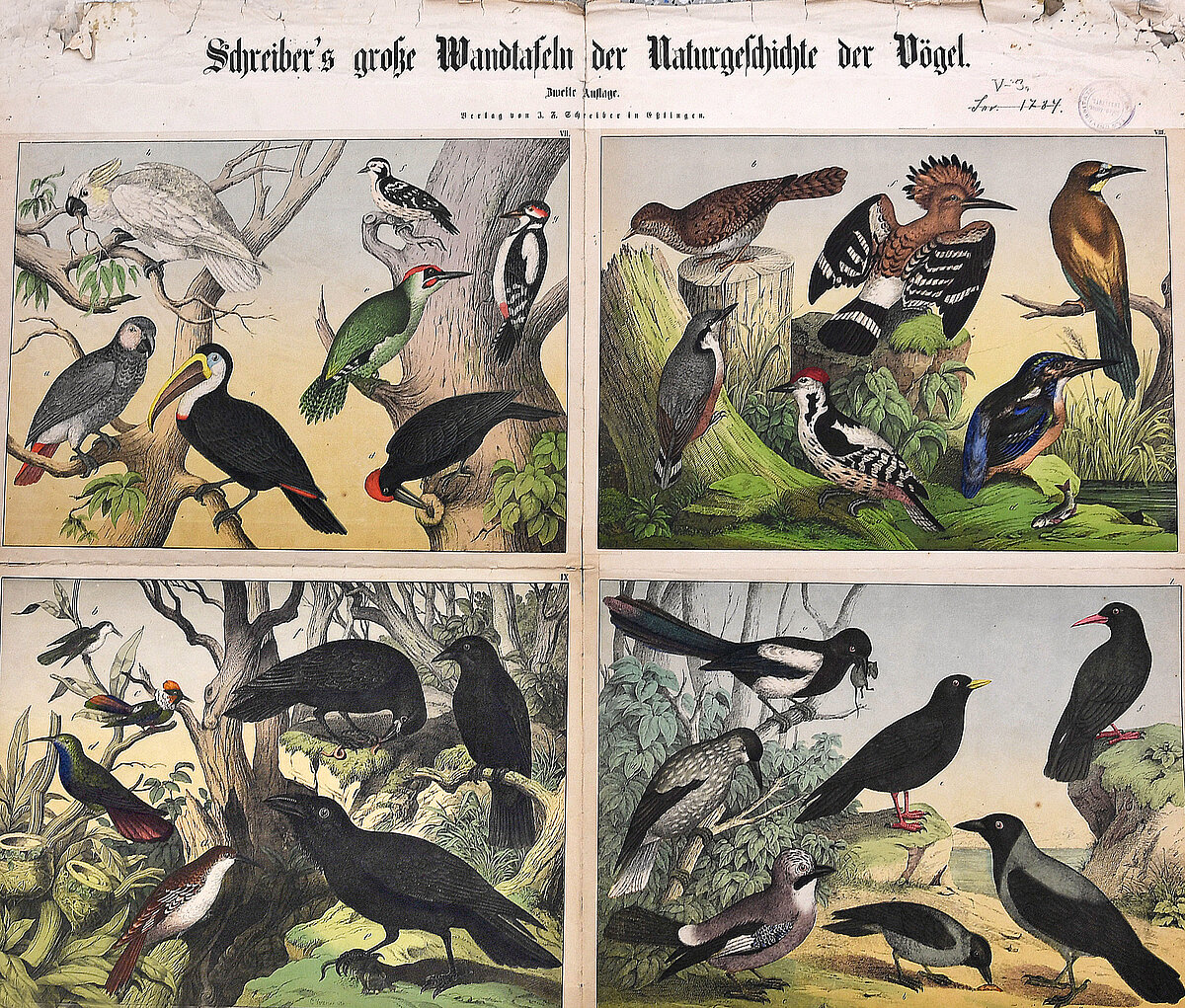 Viena no Šreibera lielajām tāfelēm ar putnu dabas vēsturi (Schreiber's grosse Wandtafeln der Naturgeschichte der Vogel) – plakāts ar putnu zīmējumiem LU Muzeja Zooloģijas kolekciju bibliotēkas krājumā (Foto: Sarmīte Livdāne)
