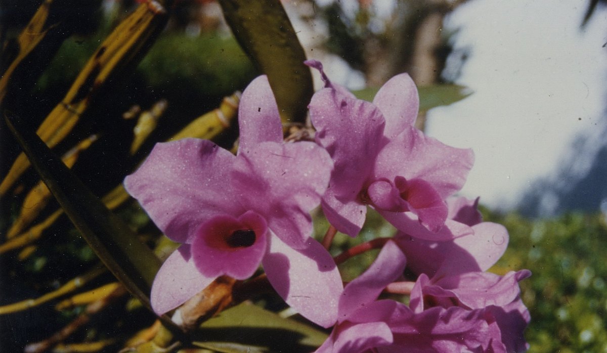 Ernesta Foldāta atklātā orhideju suga Cattleya patini var patini (Cogn.) Aulisi & Foldats (Ernesta Foldāta albums LU Muzeja arhīvā)