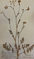 Herbarium Latvicum vecākais pļavas ķimenes herbārijs, ievākts 1820. gadā. LU Muzeja krājums