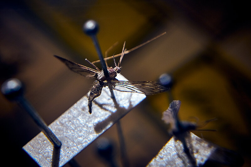 MĒNEŠA PRIEKŠMETS. Malārijas ods no B.A.Gimmerthala kukaiņu kolekcijas