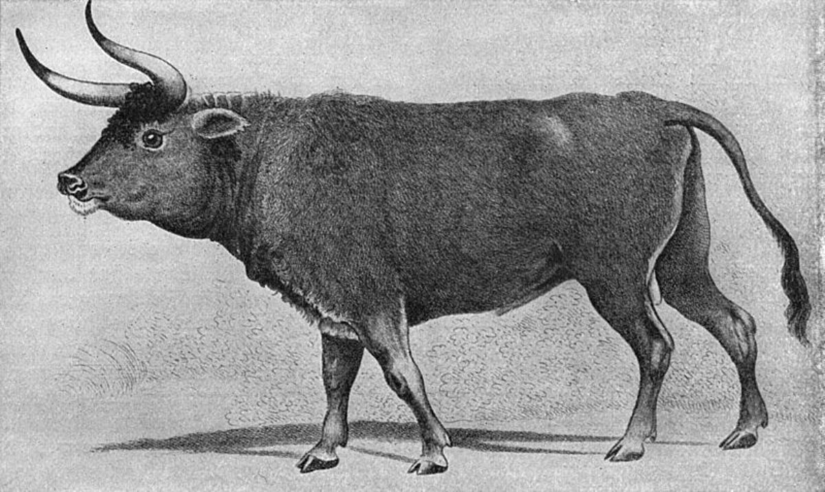 Ir saglabājušies vairāki taura attēli, pazīstamākais - 19. gadsimta “Augsburgas zīmējums”, kas pārzīmēts no senāka, apm. 16. gadsimta oriģinālzīmējuma. Ir saglabājušies vairāki taura attēli, pazīstamākais - 19. gadsimta “Augsburgas zīmējums”, kas pārzīmēts no senāka, apm. 16. gadsimta oriģinālzīmējuma.