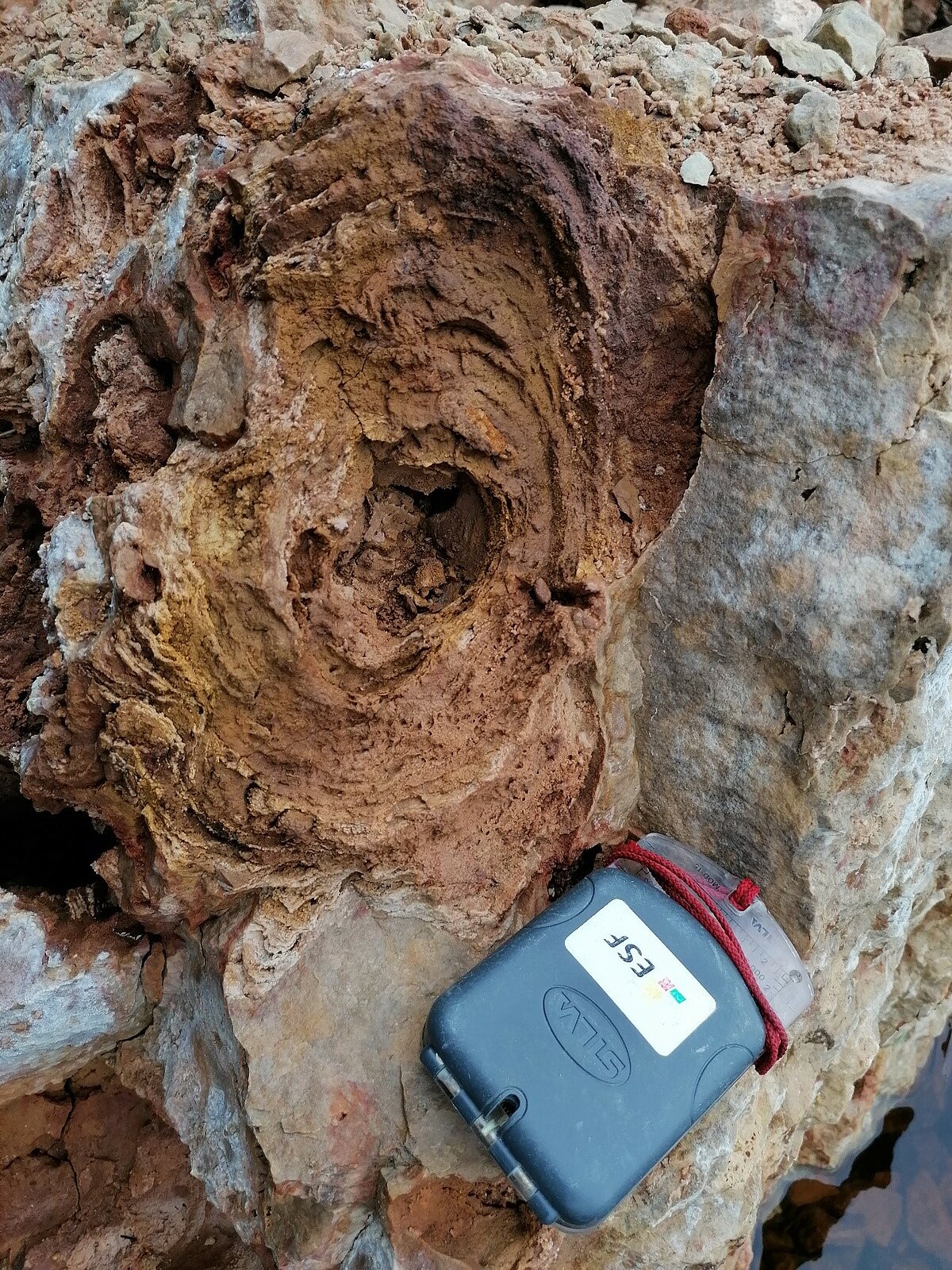 Liela, labi saglabājusies stromatoporas atlieka dolomītā Kraukļa klintīs. Kompasa garums 10 cm. Foto: Ģirts Stinkulis