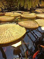 Krusas ūdensroze LU Botāniskajā dārzā 2020. gada rudenī. Foto: Daiga Jamonte