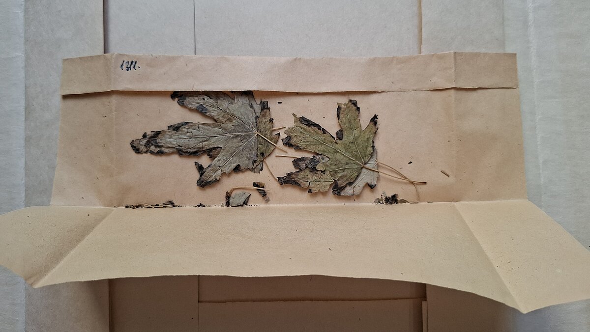 Parazītiskās sēnes paraugs uz auga lapām no E.Vimbas herbārija. Foto: LU Muzeja krājums 21.10.2025 Parazītiskās sēnes paraugs uz auga lapām no E.Vimbas herbārija. Foto: LU Muzeja krājums 21.10.2025