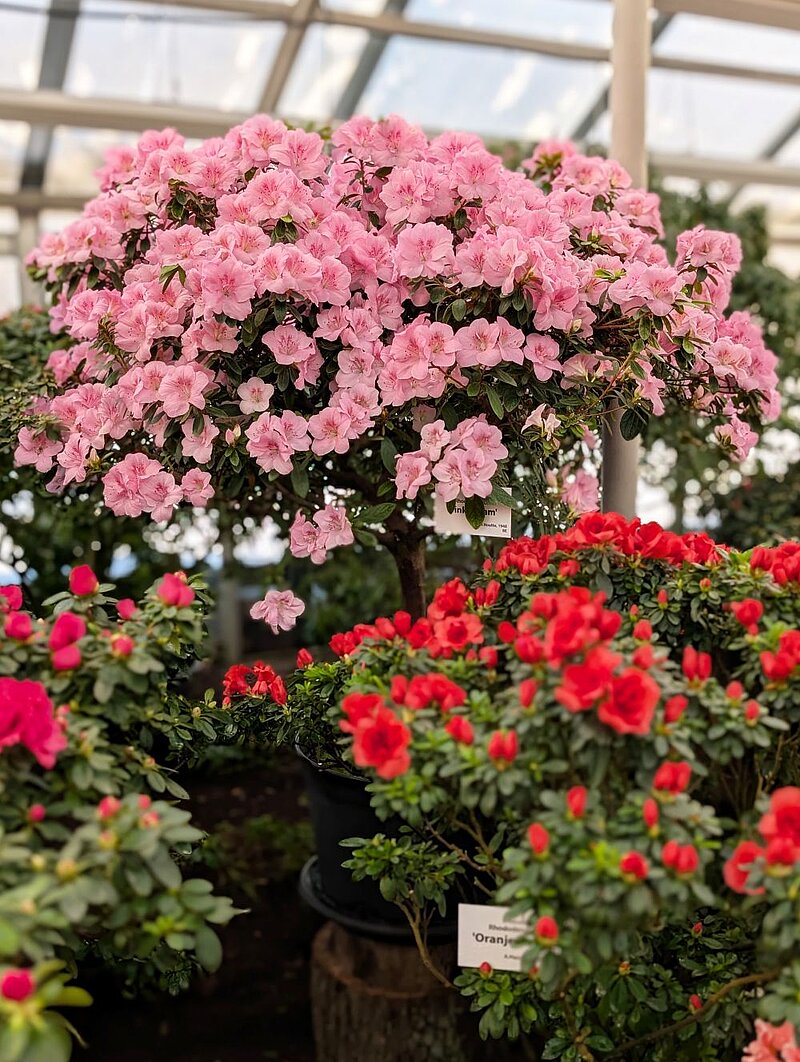 Ziedošas acālijas tuvplānā